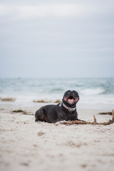 短毛黑狗白天躺在海边